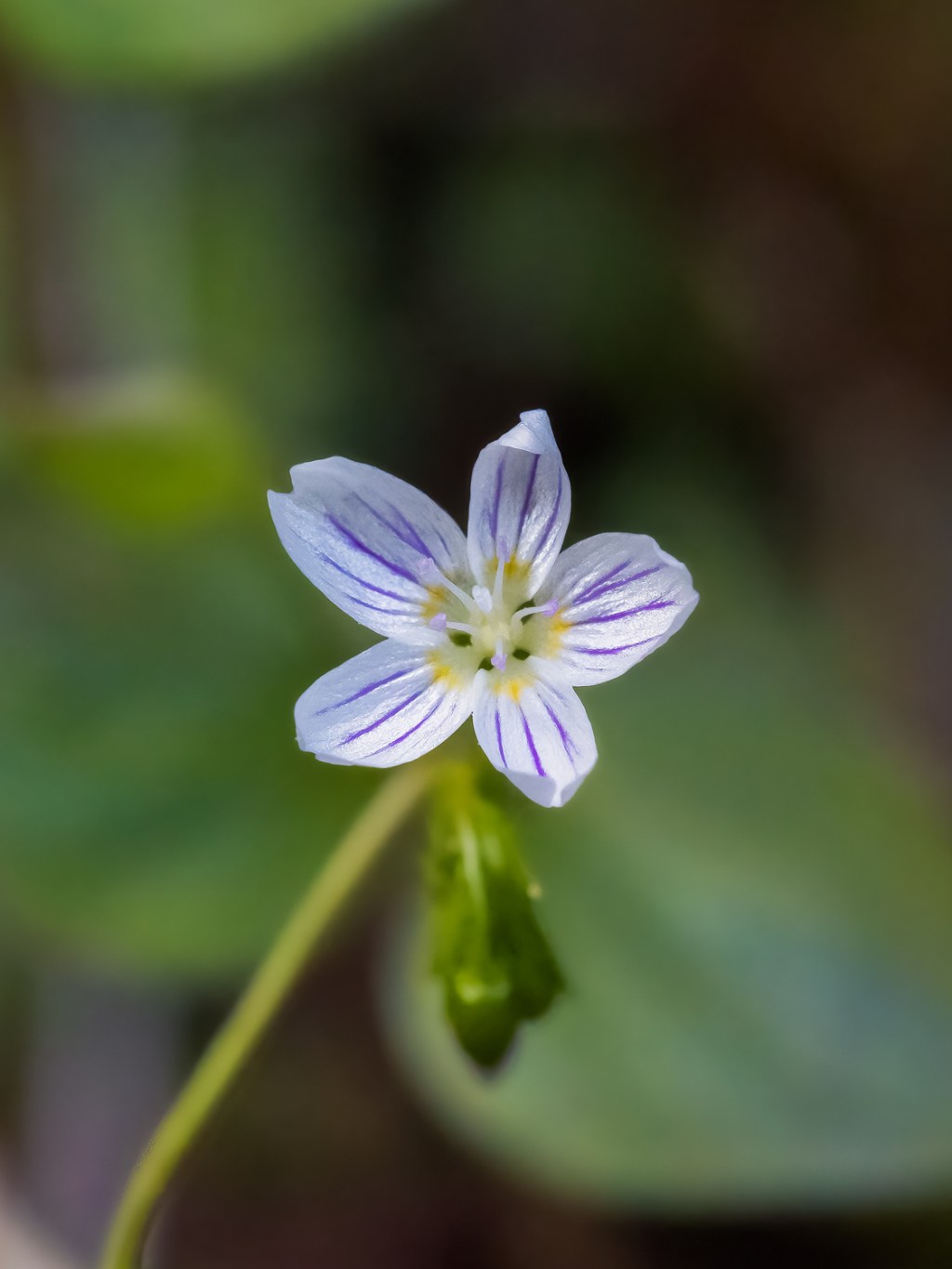 El «tiesto» ya te queda&nbsp;pequeño