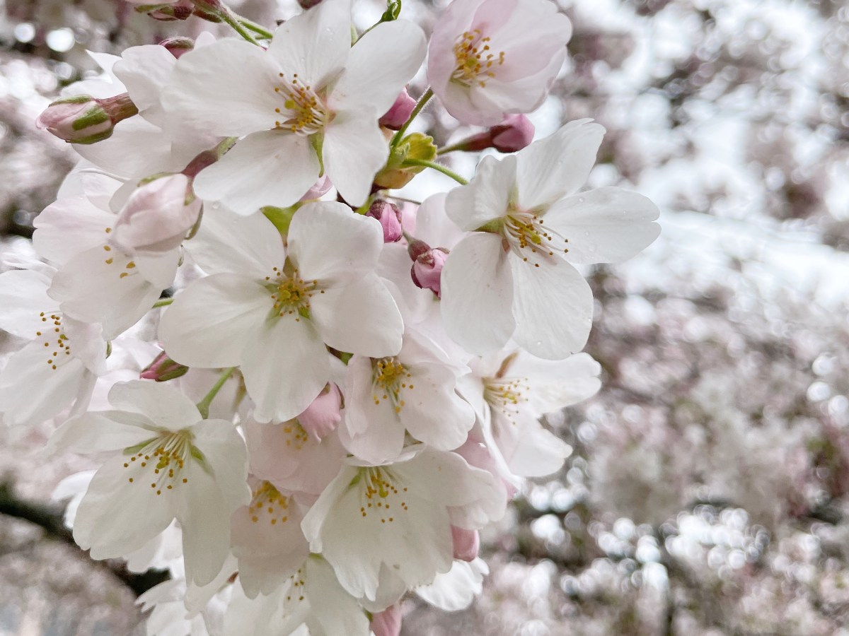 Libro: Ikigai Esencial