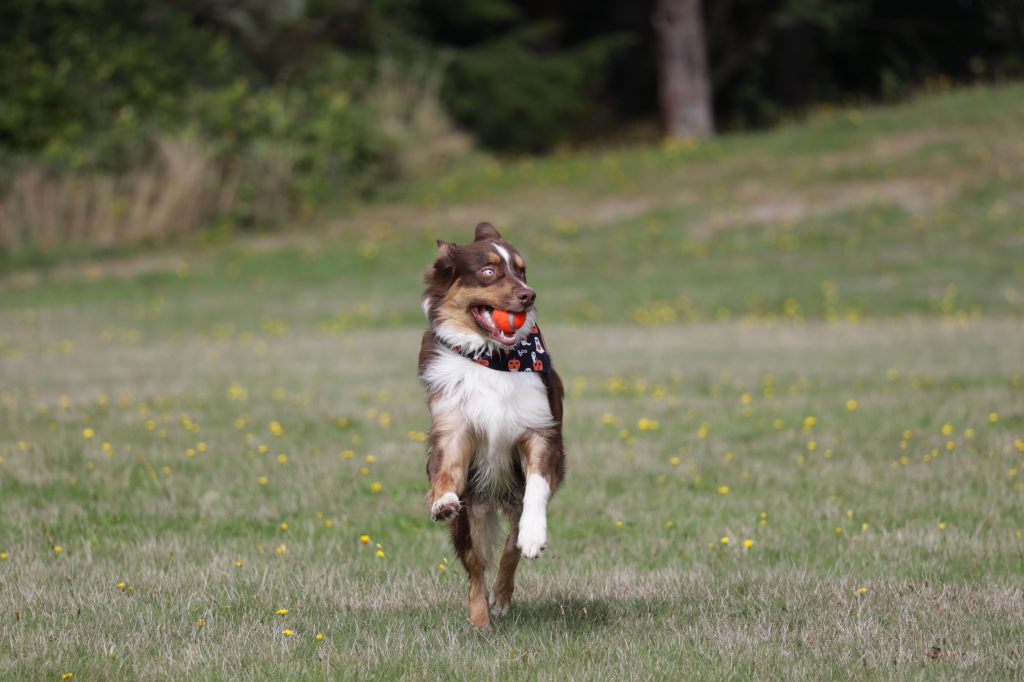 Conoce mis favoritos para criar a nuestro perrito en un&nbsp;apartamento