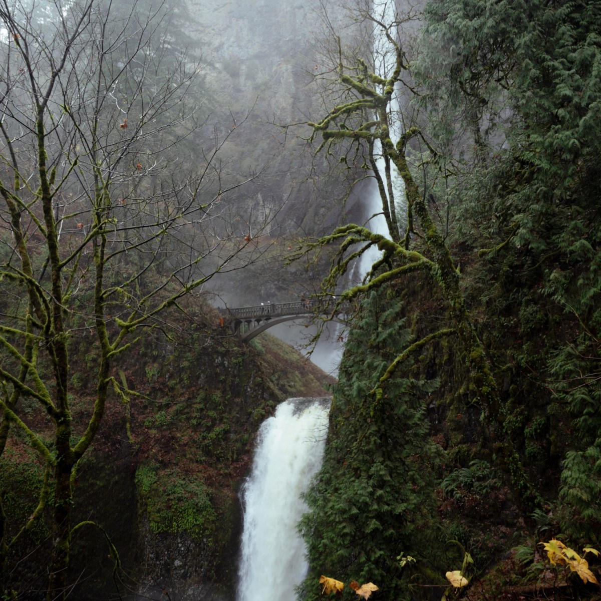 La historia de un día de Acción de Gracias en&nbsp;Oregon